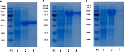 Study on the Biochemical Characterization and Selectivity of Three β-Glucosidases From Bifidobacterium adolescentis ATCC15703